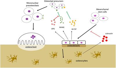 Gut Hormones and Their Effect on Bone Metabolism. Potential Drug Therapies in Future Osteoporosis Treatment